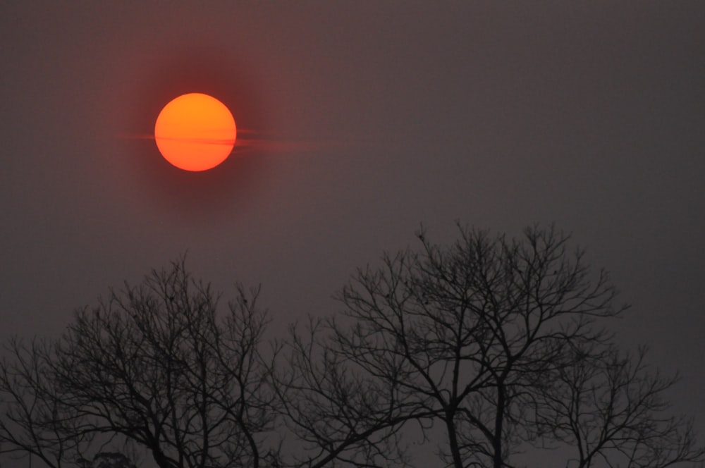 bare trees under orange sky during night time