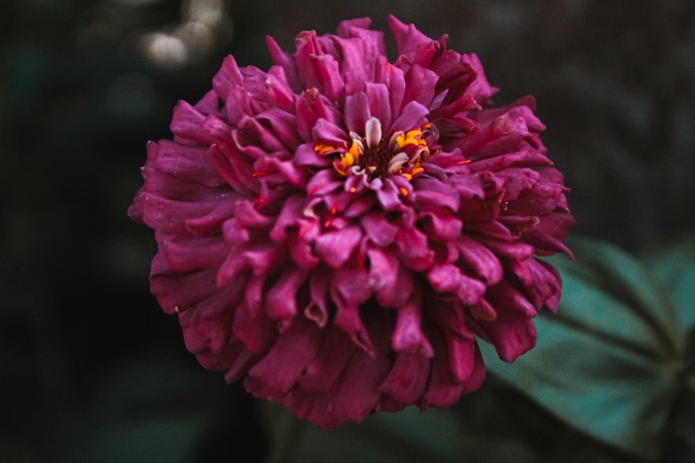 pink flower in tilt shift lens