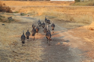A scenic view of turkeys walking in a green pasture.