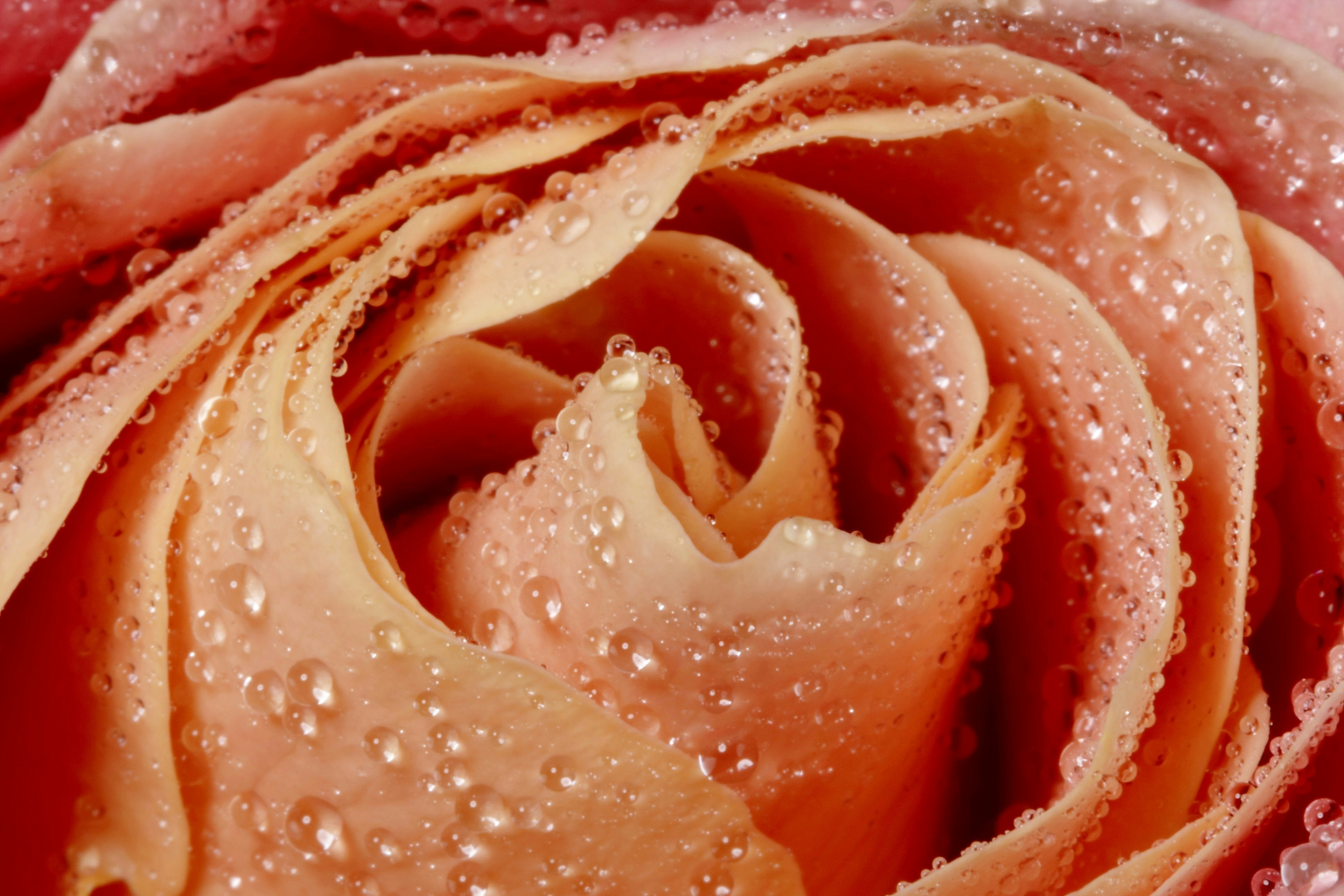 Happy Rose Day Wishes: 40 Sweet Messages to Melt Hearts