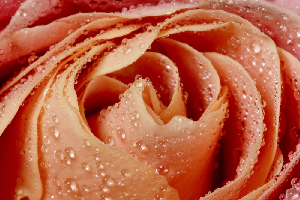 water droplets on orange rose