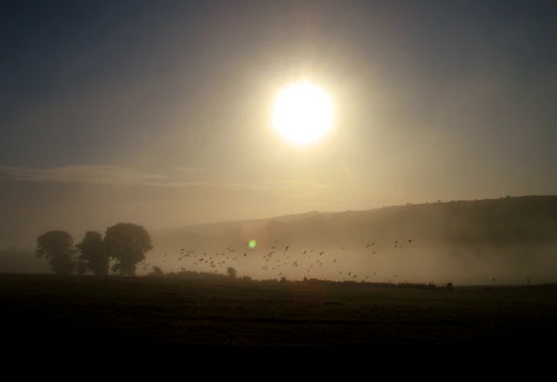 A serene image of a misty forest with birds flying at dawn.