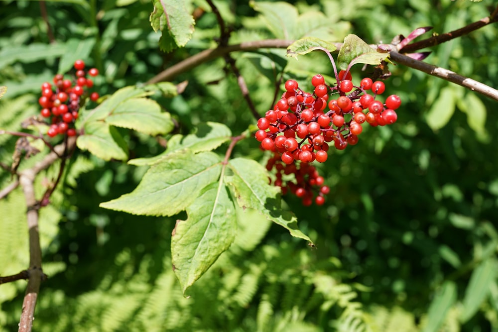 red round fruits on green leaves