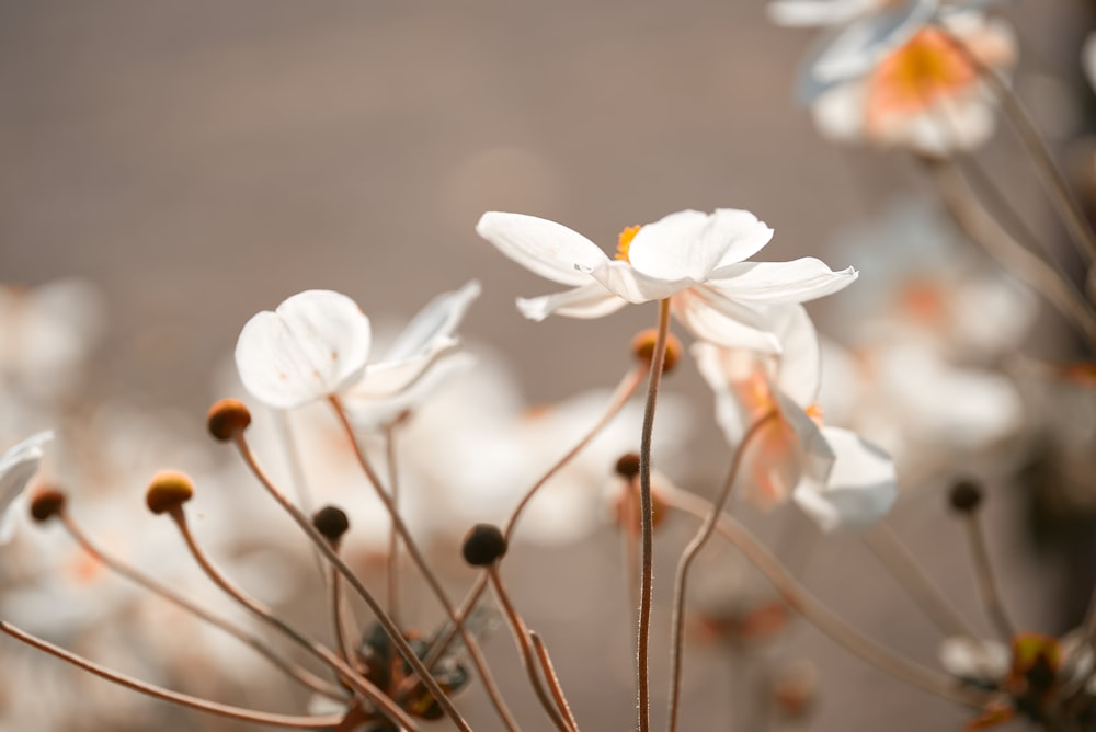 white flowers in tilt shift lens