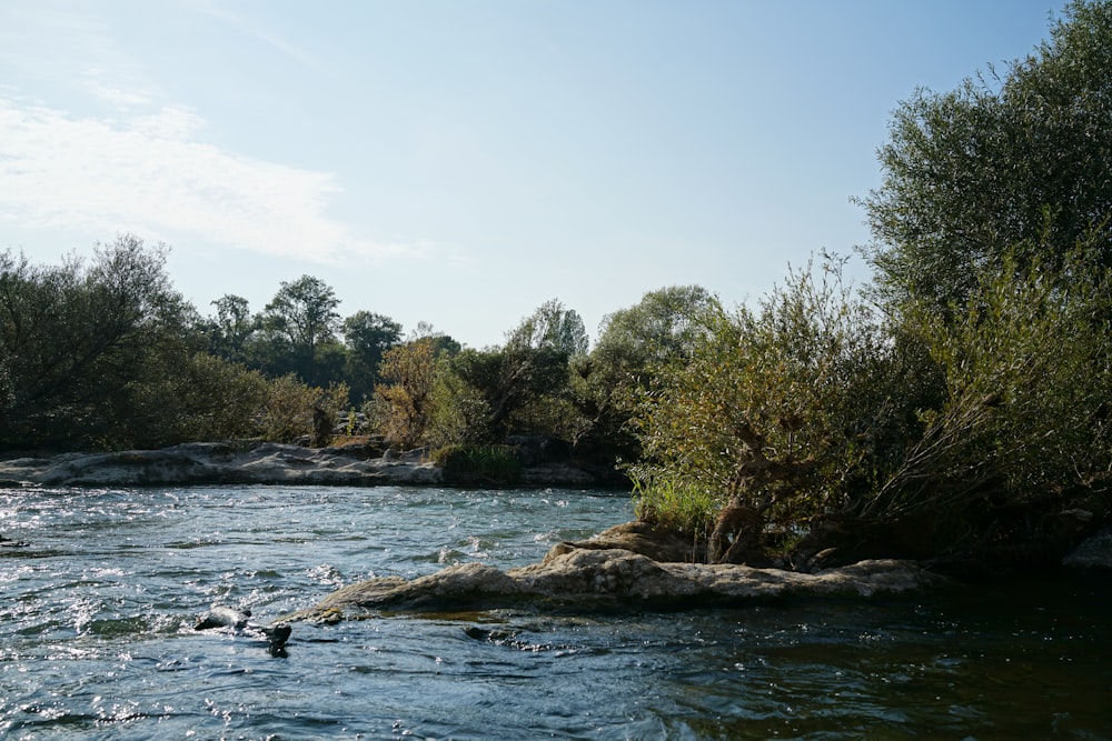 green trees beside river during daytime