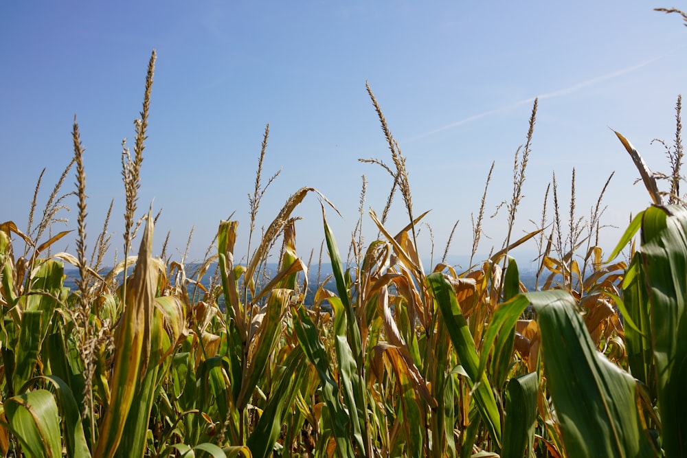 green corn field under blue sky during daytime