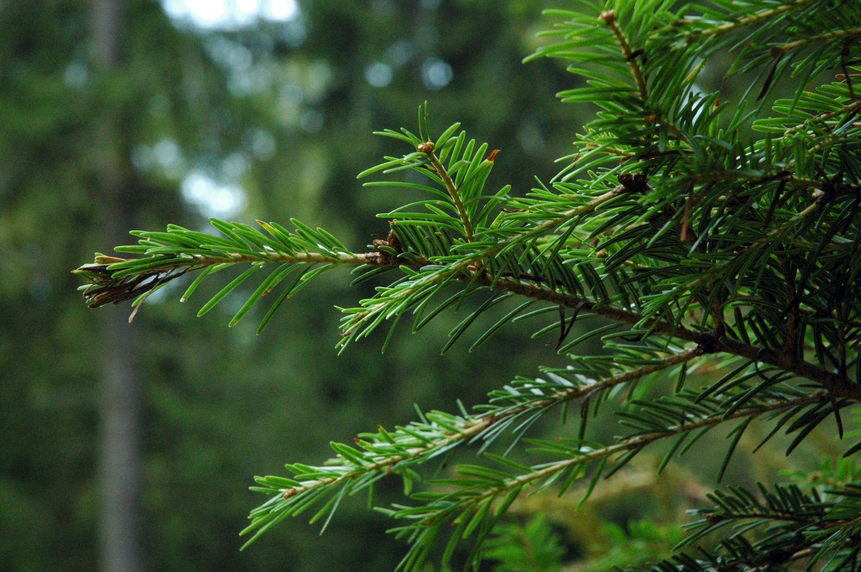 green leaf plant in close up photography fir teams background