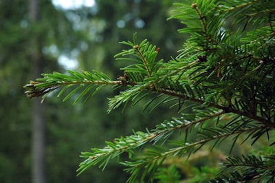 green leaf plant in close up photography fir teams background