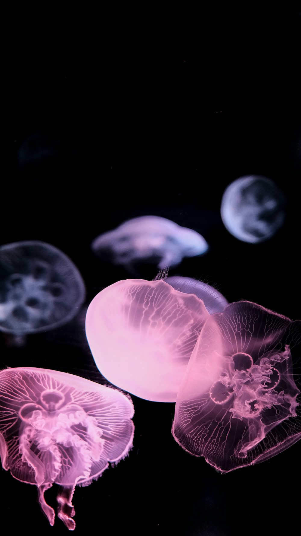 white jellyfish in water with black background