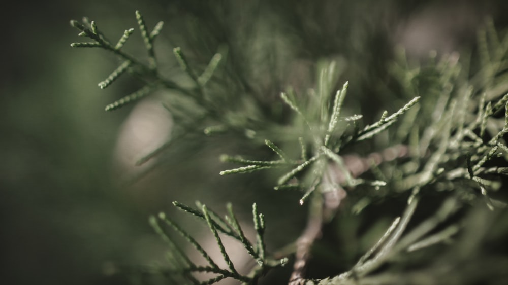 green plant in close up photography