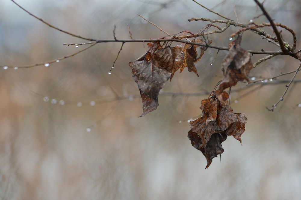 brown dried leaf on brown stem