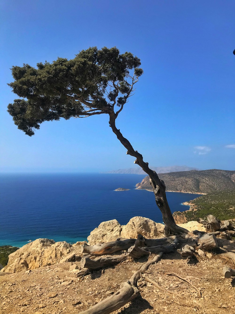 green tree on rocky shore during daytime