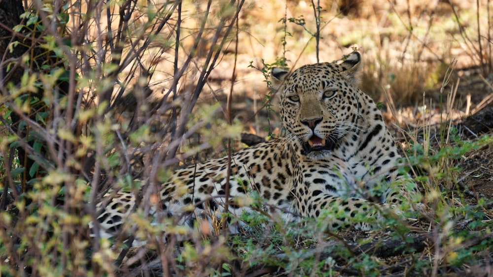 leopardo na grama marrom durante o dia