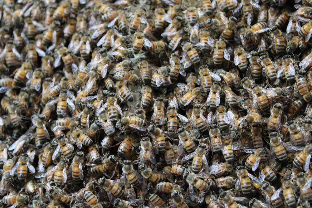 brown and black bee on white textile