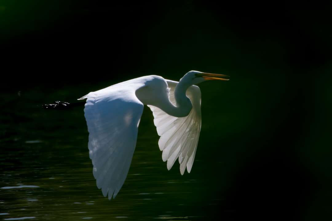 white bird on body of water