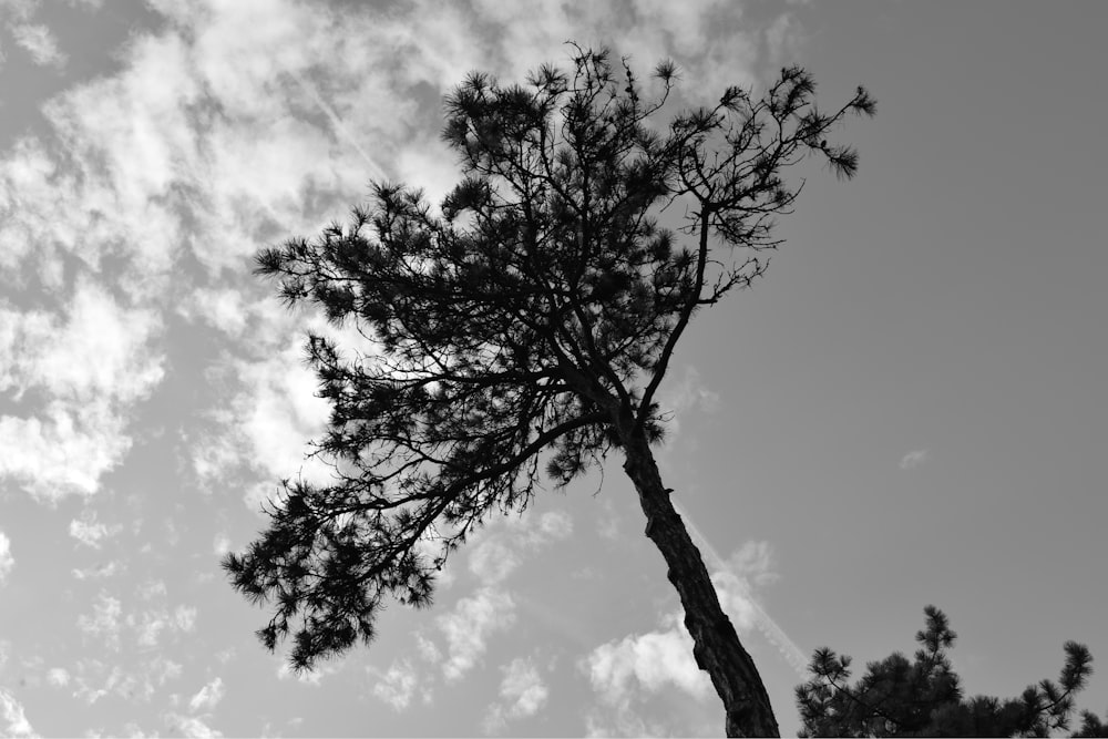 black bare tree under white clouds