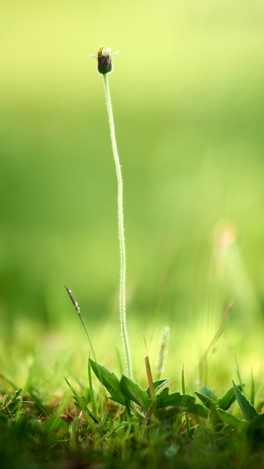 corde blanche sur l’herbe verte pendant la journée