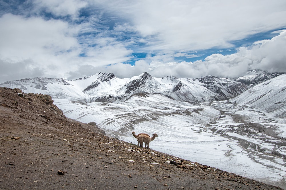 cerf brun sur un champ brun près d’une montagne enneigée sous des nuages blancs et un ciel bleu pendant