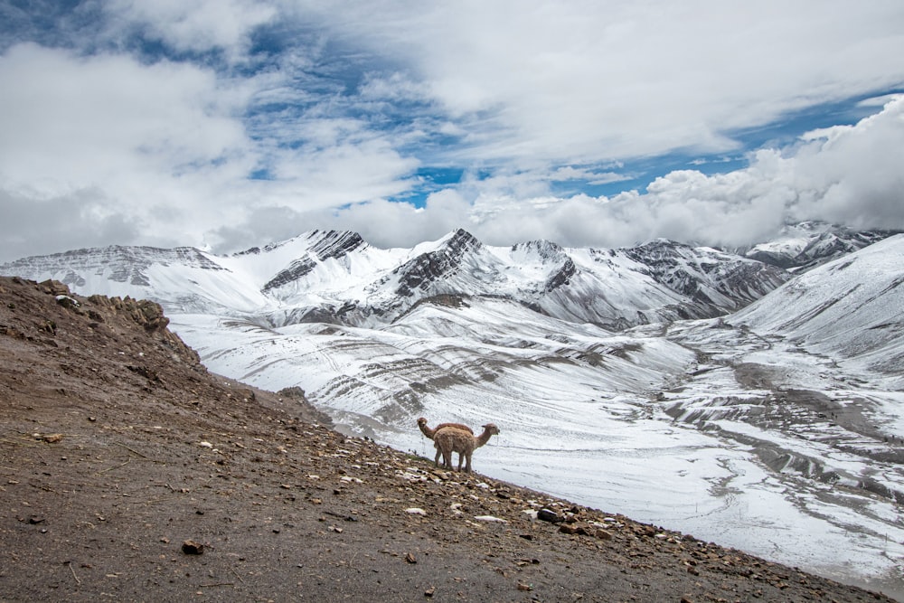 brown deer on brown field near snow covered mountain under white clouds and blue sky during
