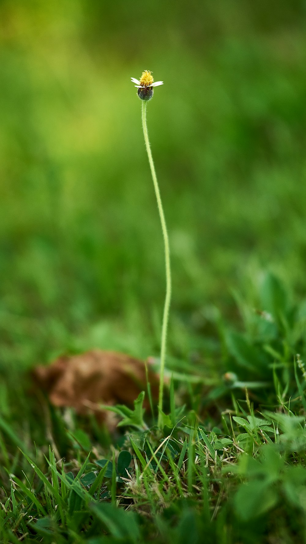 green grass with brown dried leaf