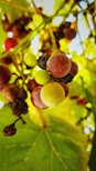 A close-up of fresh local grapes from Niagara’s vineyards, highlighting the region’s charm.