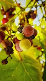 A vibrant close-up of ripe grapes hanging on the vine at Viveros Vedo.