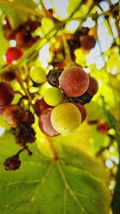 A close-up of fresh local grapes from Niagara’s vineyards, highlighting the region’s charm.