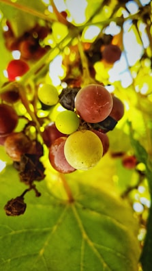A vibrant close-up of ripe grapes hanging on the vine at Viveros Vedo.