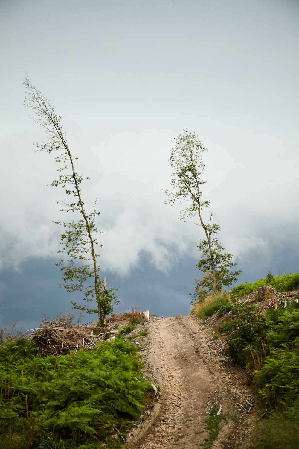 green trees on brown grass field under white clouds during daytime