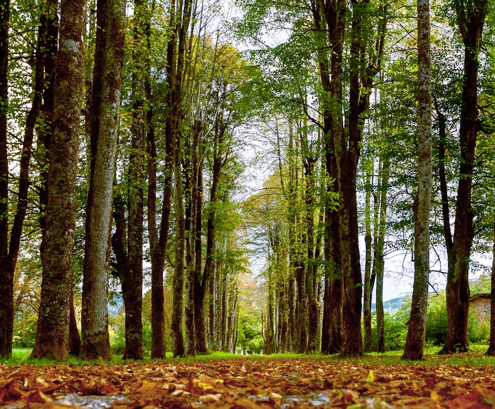 green trees on brown soil