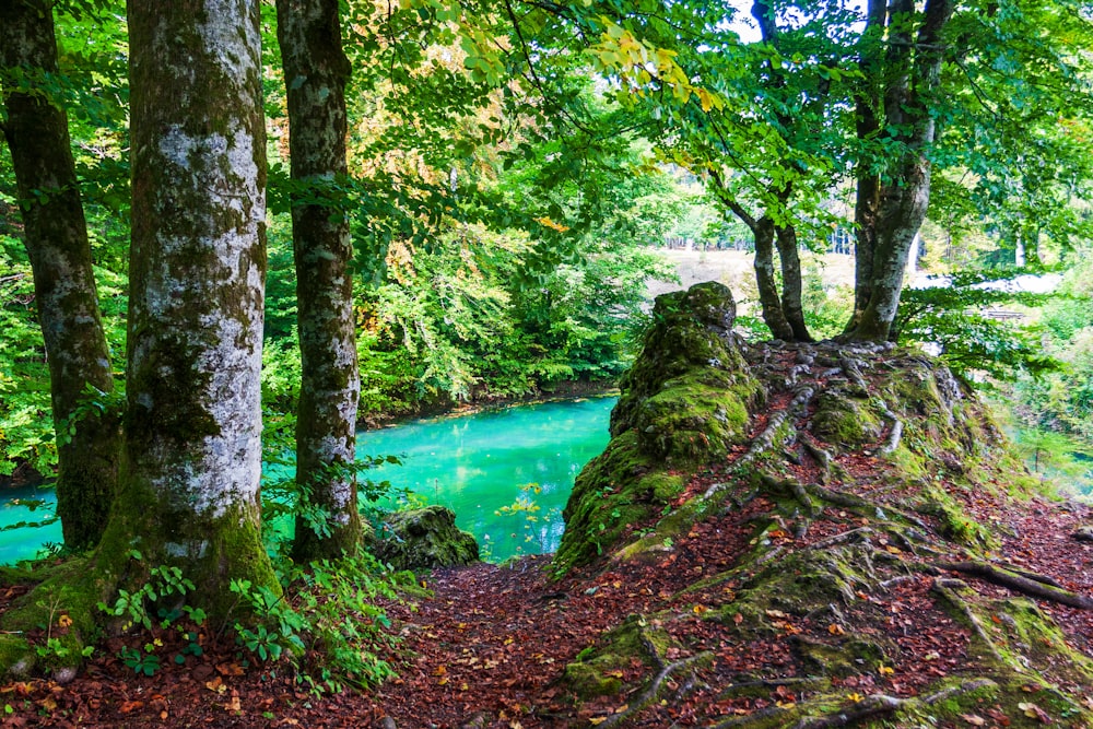 green trees beside river during daytime