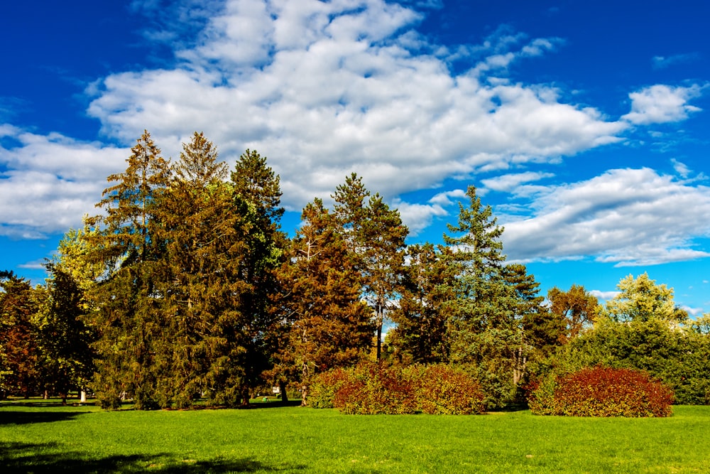 Grünes Grasfeld mit Bäumen unter blauem Himmel und weißen Wolken tagsüber