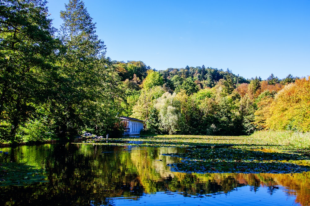 green trees beside river under blue sky during daytime