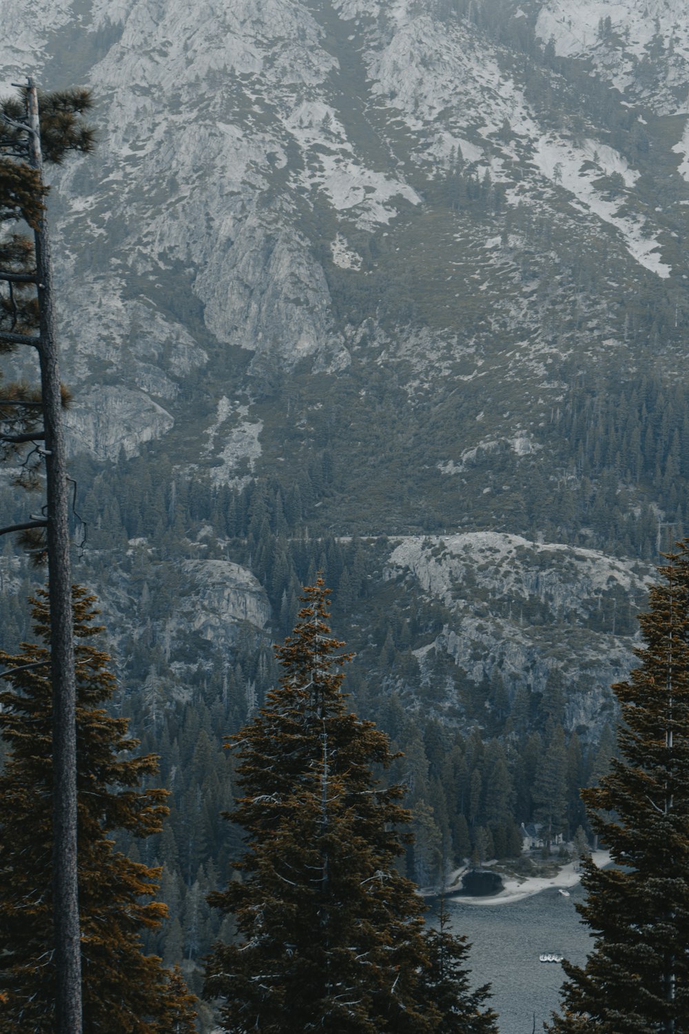 green pine trees on mountain