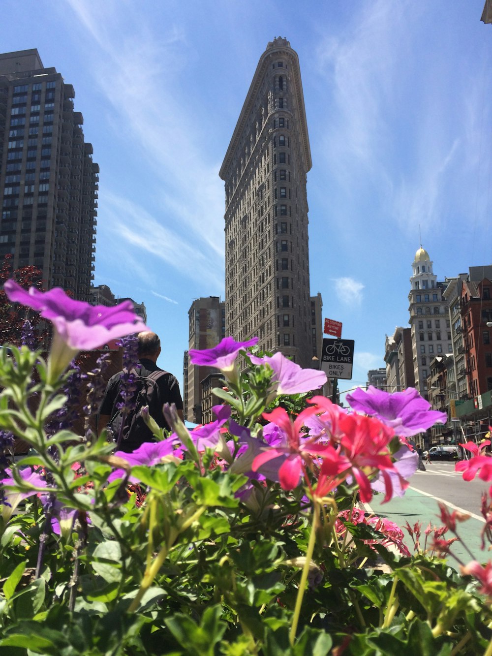 pink flowers near high rise buildings during daytime