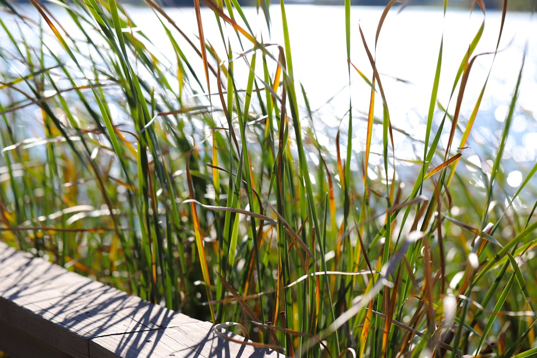 green grass near body of water during daytime