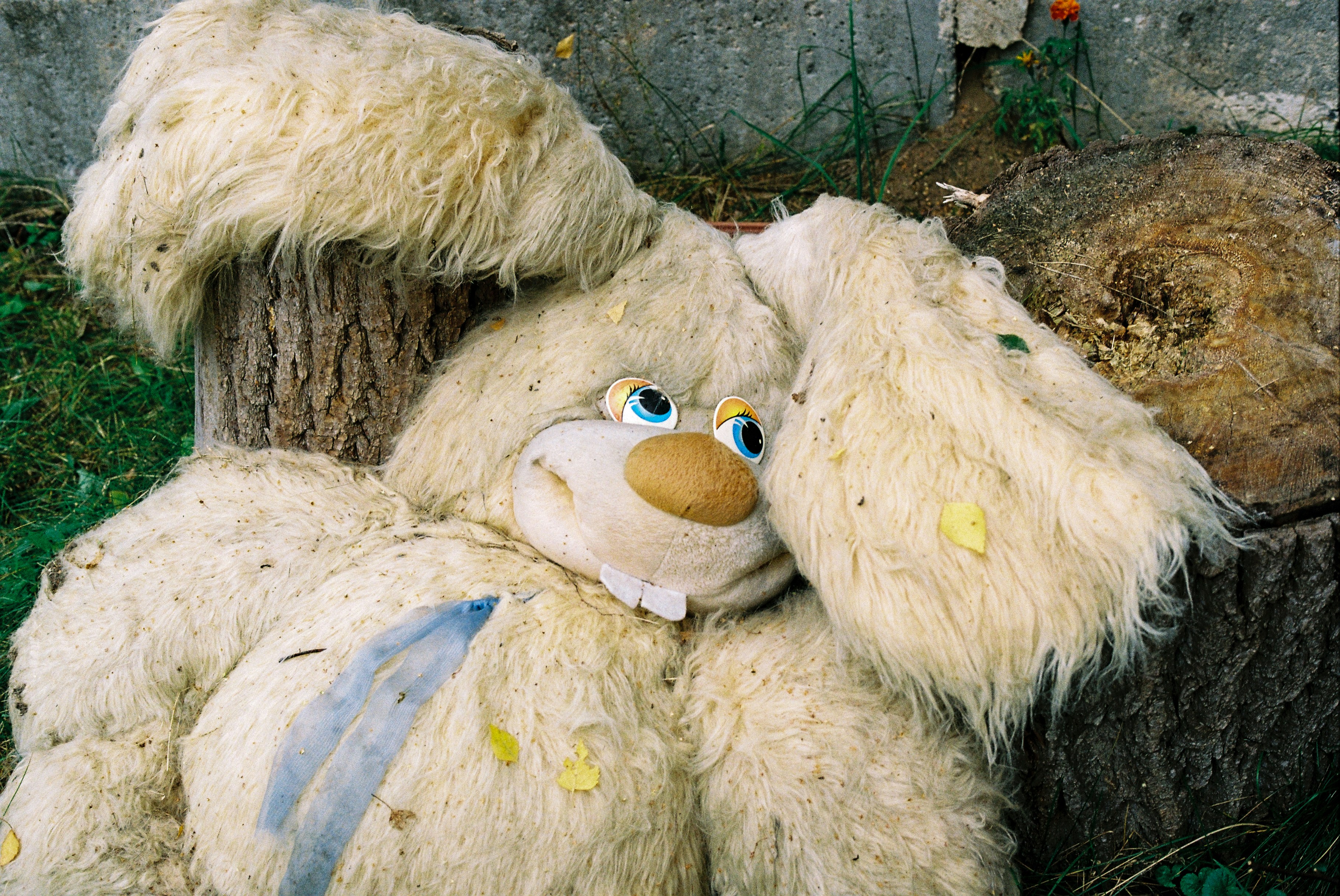 Flying Over the Cuckoo's Nest