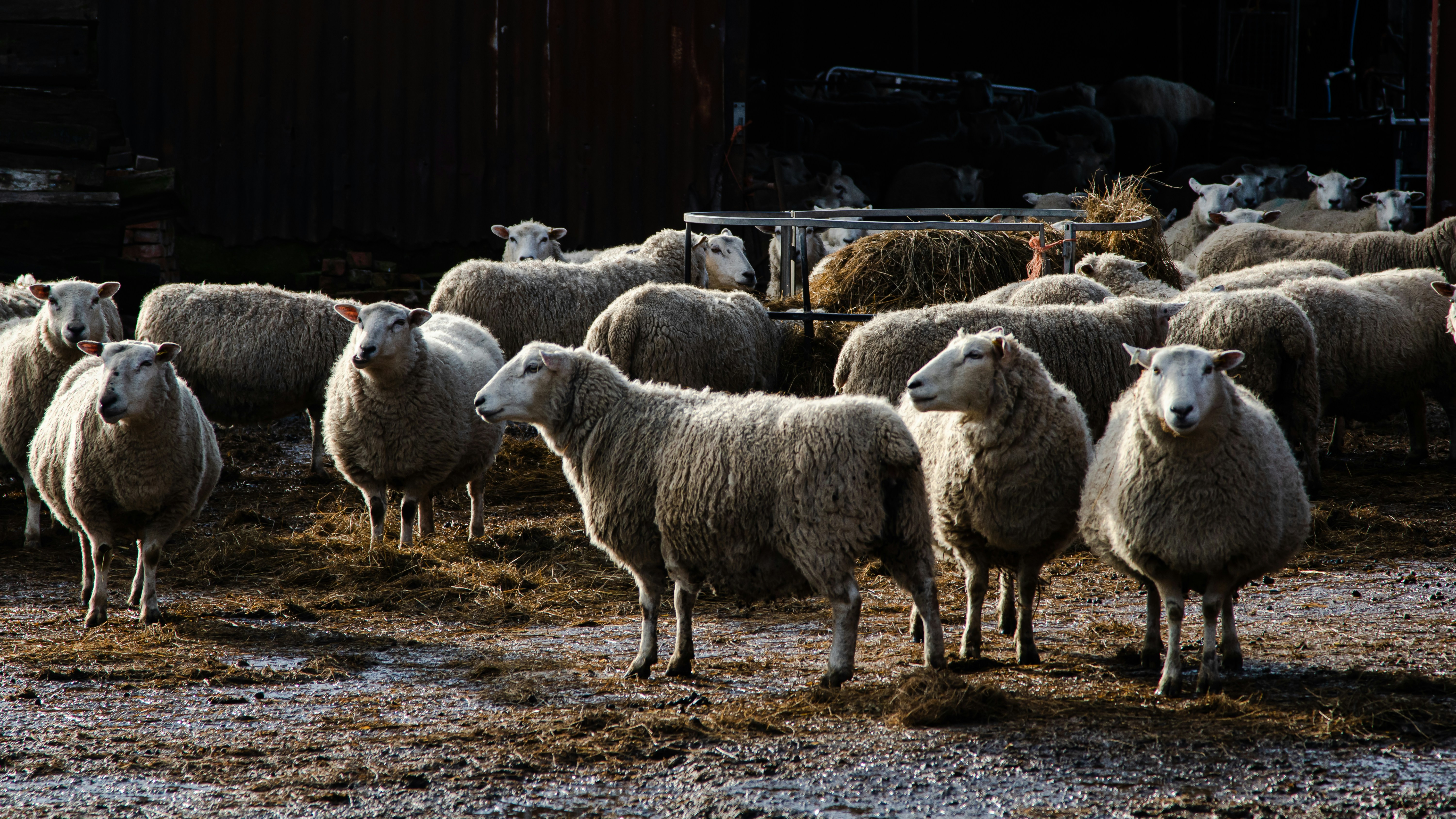 farm animal wallpaper, wallpaper, Bisnis Ternak yang Menjanjikan: Peluang & Panduan 5