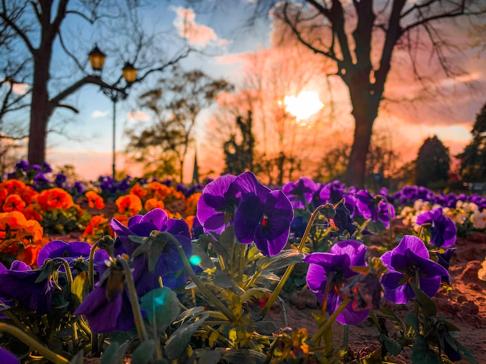 purple flowers with green leaves during sunset