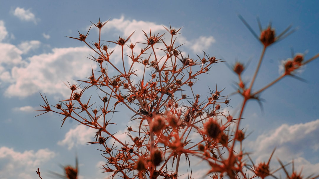 red flowers under blue sky during daytime