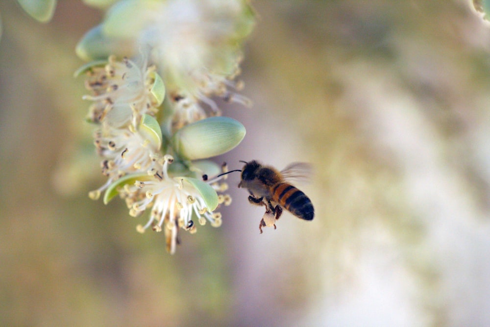 black and yellow bee on white flower