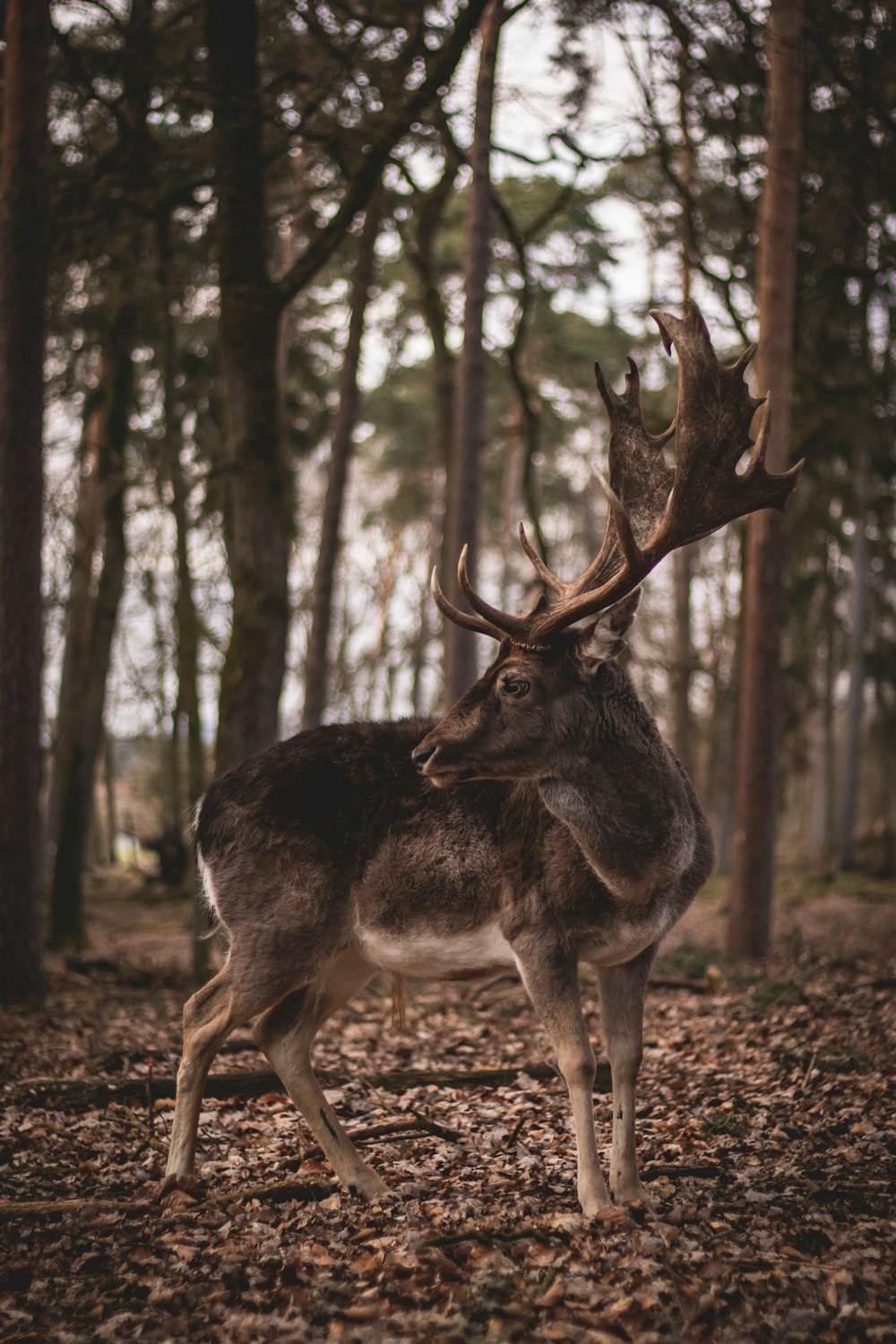 brown deer standing on brown ground during daytime