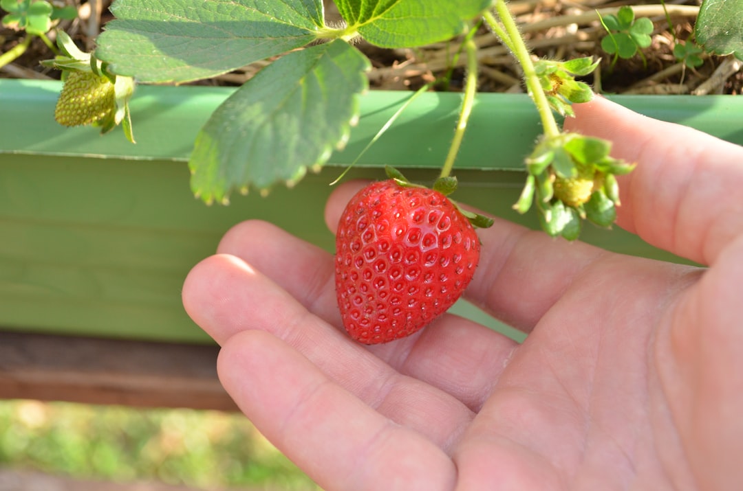 person holding red strawberry fruit