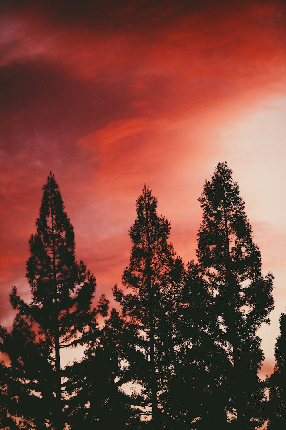 green trees under orange sky