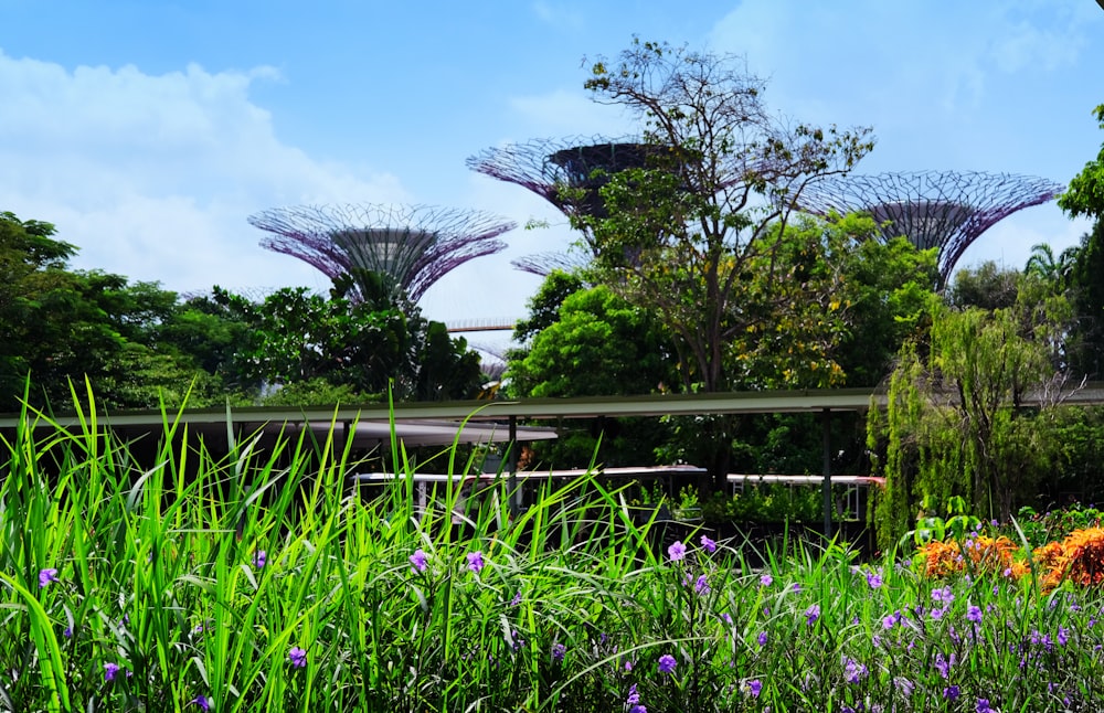 purple flower field near green trees under blue sky during daytime