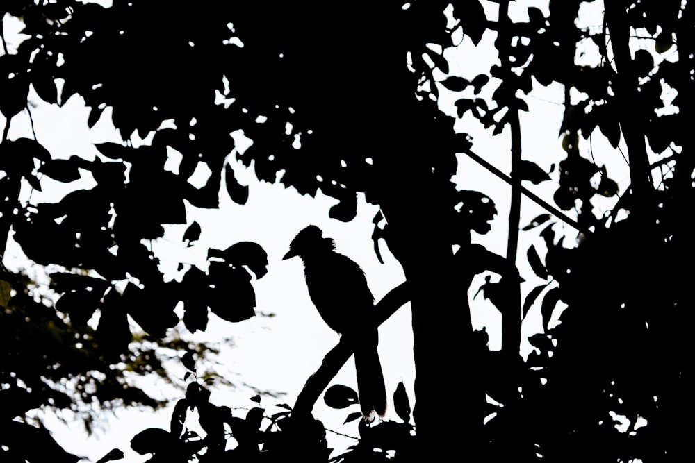Une photo en noir et blanc d’un oiseau dans un arbre