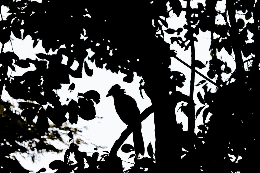 a black and white photo of a bird in a tree