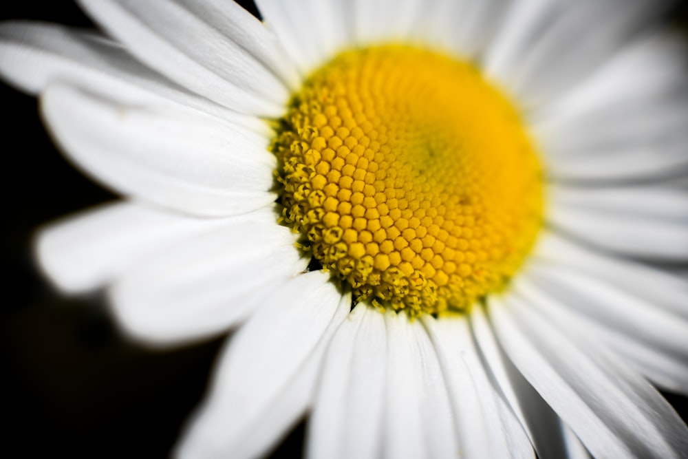 white and yellow daisy flower