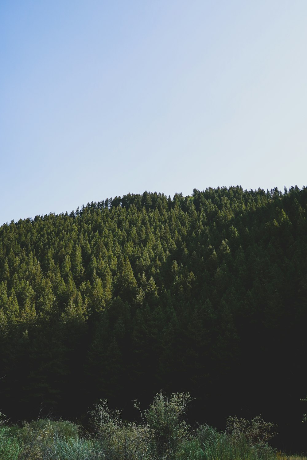 green trees under white sky during daytime