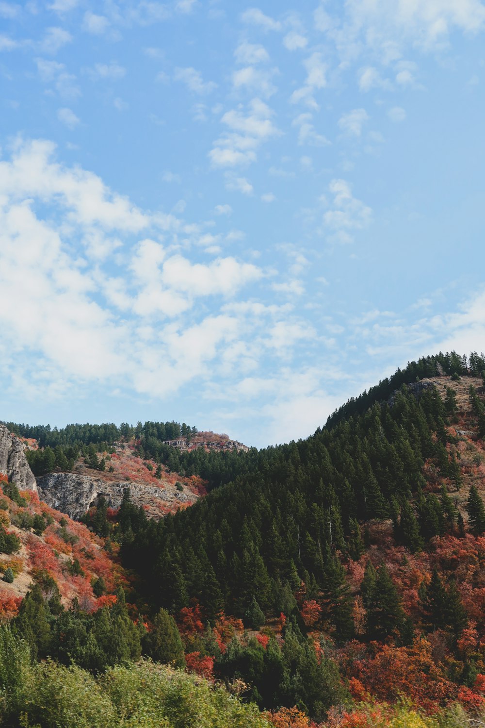 green trees on mountain under white clouds and blue sky during daytime